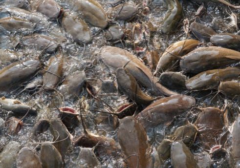 Catfish pond.Catfish in the fish farming. Catfish does not contain any carbohydrates, but there is a good amount of protein.