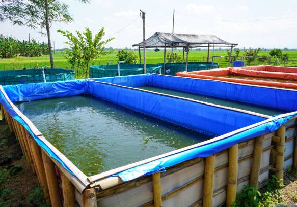 Raising and cultivating fish by using fish ponds made of round or circular tarpaulins that can maximize fish production with a narrow and limited production area in Pati, Central Java, Indonesia, Asia