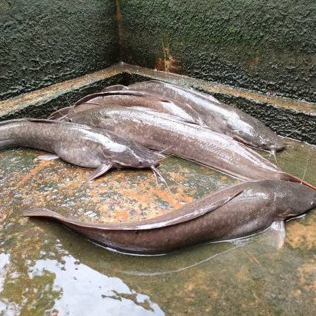 When the catfish pond is drained, we can see the catfish clearly. The catfish in the pond began to move and run to find a water source. catfish is delicious to eat.
